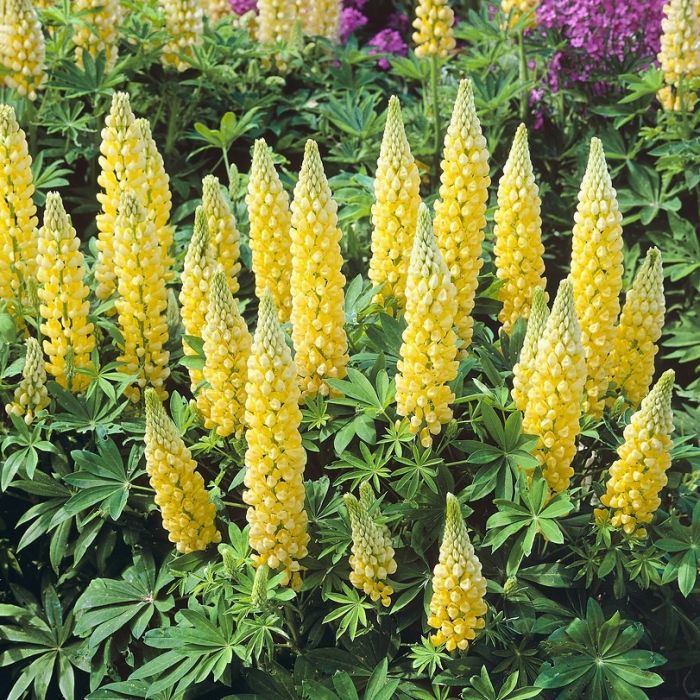 Lupinus\u0020\u0027Gallery\u0020Yellow\u0027\u0020\u002D\u0020Lupine Lupinus\u0020\u0027Gallery\u0020Yellow\u0027\u0020\u002D\u0020Lupine
