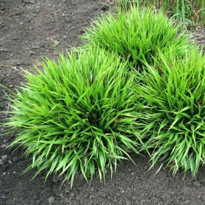 Luzula pilosa 'Igel' - Marbel Luzula pilosa 'Igel' - Marbel