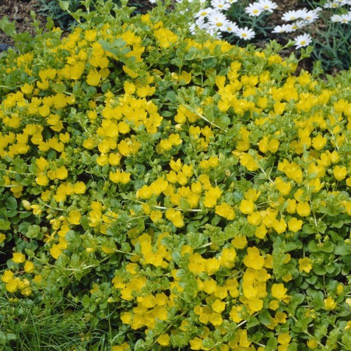 Lysimachia\u0020nummularia\u0020\u002D\u0020Gilbweiderich\u0020 Lysimachia\u0020nummularia\u0020\u002D\u0020Gilbweiderich\u0020