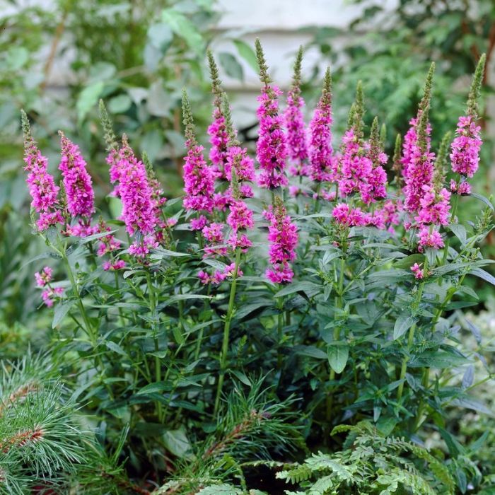 Lythrum salicaria 'Robert' - Weiderich Lythrum salicaria 'Robert' - Weiderich