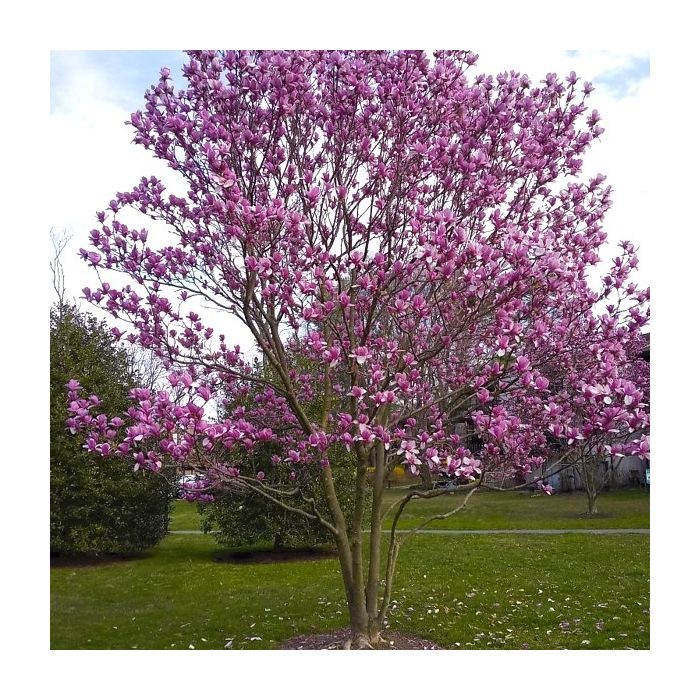 Magnolia sprengeri 'Galaxy' - Magnolie