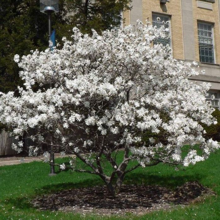 Magnolia\u0020\u0027Stellata\u0027\u0020\u002D\u0020Magnolie Magnolia\u0020\u0027Stellata\u0027\u0020\u002D\u0020Magnolie