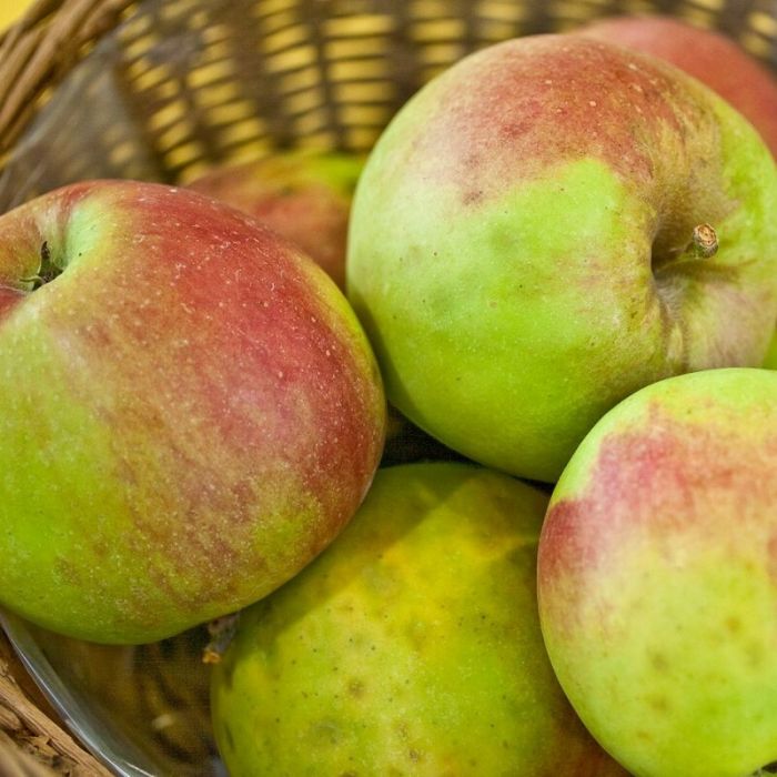 Malus\u0020domestica\u0020\u0027Jonagold\u0027\u0020\u002D\u0020Apfel Malus\u0020domestica\u0020\u0027Jonagold\u0027\u0020\u002D\u0020Apfel