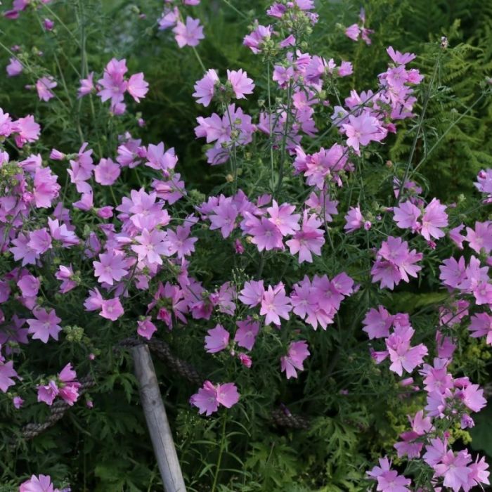 Malva\u0020moschata\u0020\u0027Rosea\u0027\u0020\u002D\u0020Malve Malva\u0020moschata\u0020\u0027Rosea\u0027\u0020\u002D\u0020Malve