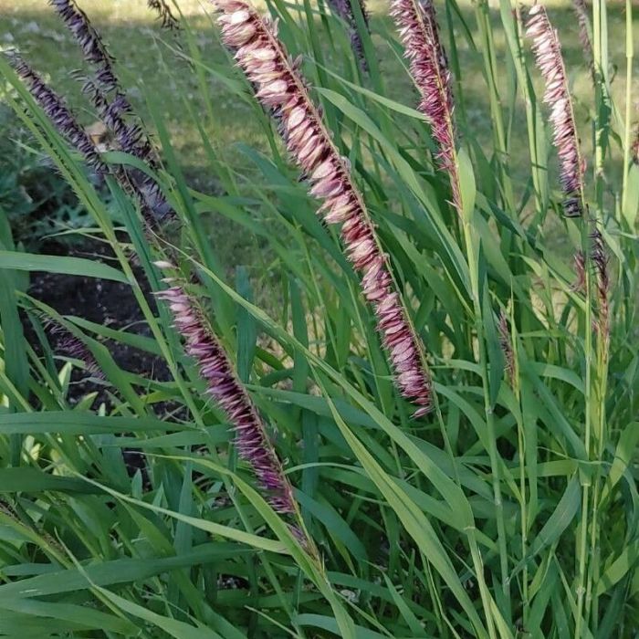Melica\u0020altissima\u0020\u0027Atropurpurea\u0027\u0020\u002D\u0020Perlgras Melica\u0020altissima\u0020\u0027Atropurpurea\u0027\u0020\u002D\u0020Perlgras