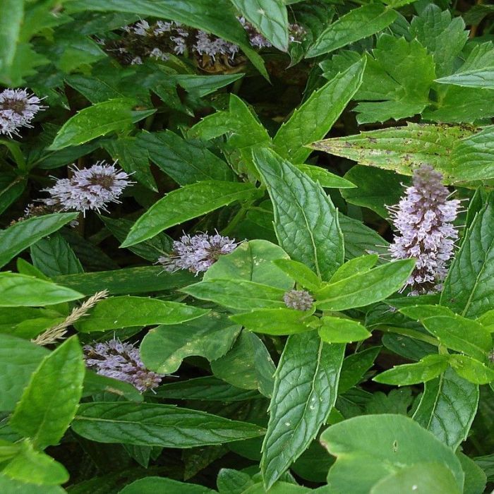 Mentha\u0020spicata\u0020\u002D\u0020Minze Mentha\u0020spicata\u0020\u002D\u0020Minze