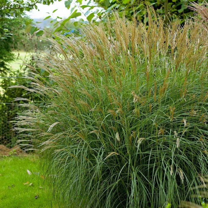 Miscanthus\u0020sinensis\u0020\u002D\u0020Chinaschilf Miscanthus\u0020sinensis\u0020\u002D\u0020Chinaschilf