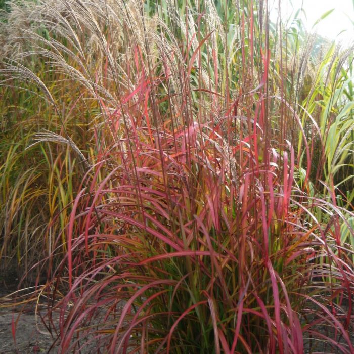 Miscanthus sinensis 'Flammenmeer' - Chinaschilf