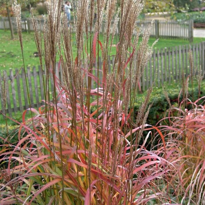 Miscanthus sinensis 'Ghana' - Chinaschilf