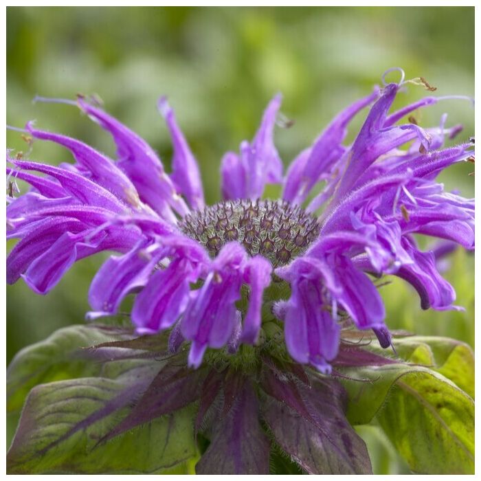 Monarda\u0020\u0027Pr\u00E4rienacht\u0027\u0020\u002D\u0020Indianernessel Monarda\u0020\u0027Pr\u00E4rienacht\u0027\u0020\u002D\u0020Indianernessel