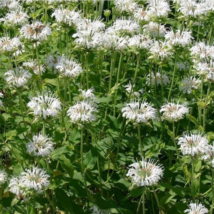 Monarda\u0020\u0027Schneewittchen\u0027\u0020\u002D\u0020Indianernessel Monarda\u0020\u0027Schneewittchen\u0027\u0020\u002D\u0020Indianernessel