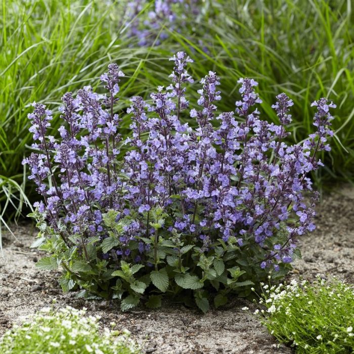 Nepeta faassenii 'Purssian Blue' - Katzenminze