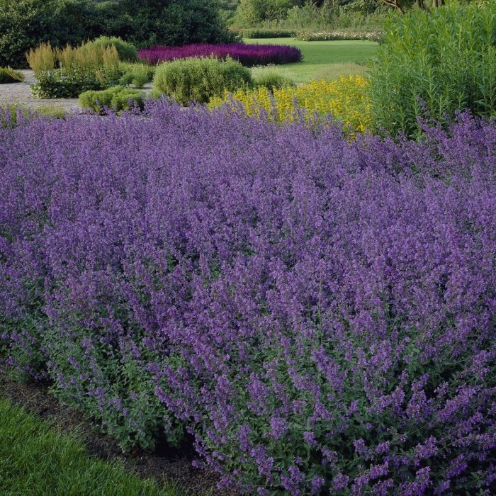 Nepeta faassenii 'Walker's Low' - Katzenminze Nepeta faassenii 'Walker's Low' - Katzenminze