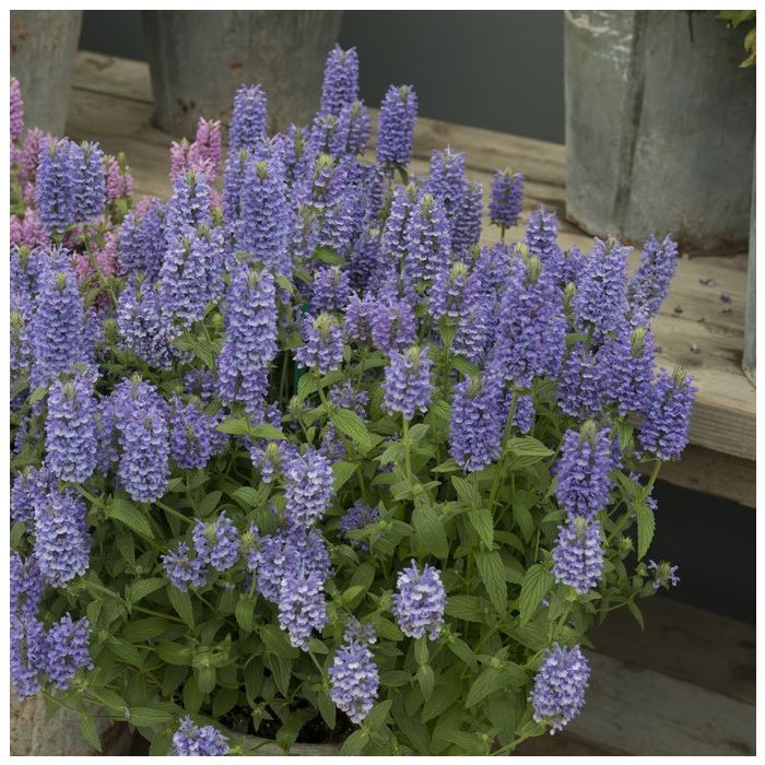 Nepeta nervosa 'Blue Moon' - Katzenminze Nepeta nervosa 'Blue Moon' - Katzenminze