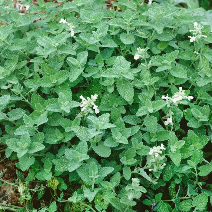 Nepeta racemosa 'Snowflake' - Katzenminze