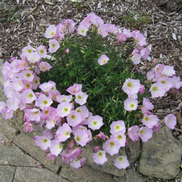 Oenothera speciosa 'Siskiyou' - Nachtkerze