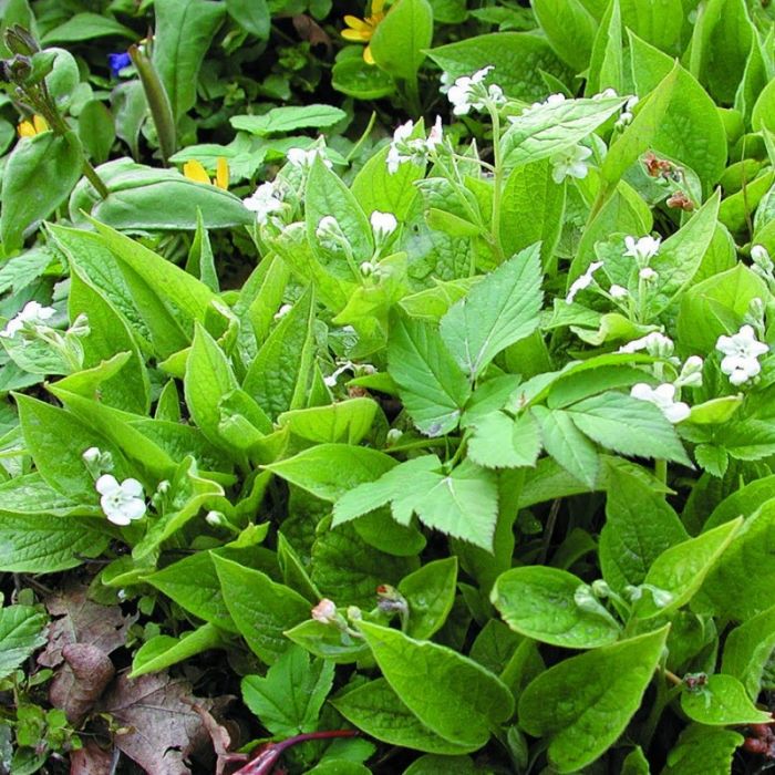 Omphalodes\u0020verna\u0020\u0027Alba\u0027\u0020\u002D\u0020Nabeln\u00FCsschen Omphalodes\u0020verna\u0020\u0027Alba\u0027\u0020\u002D\u0020Nabeln\u00FCsschen
