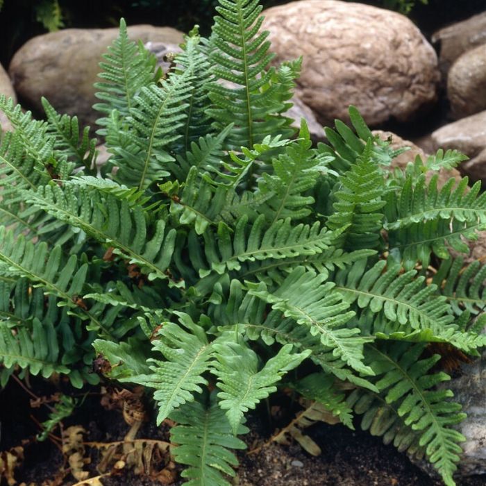 Onoclea\u0020sensibilis\u0020\u002D\u0020Perlfarn Onoclea\u0020sensibilis\u0020\u002D\u0020Perlfarn