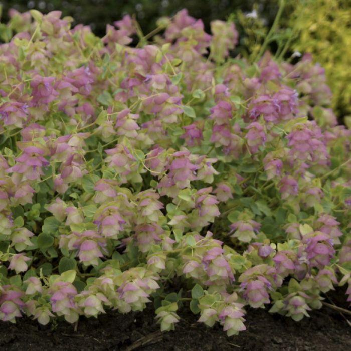 Origanum rotundifolium ‘Kent Beauty’ – Ziermajoran Origanum rotundifolium ‘Kent Beauty’ – Ziermajoran