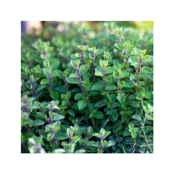 Origanum\u0020vulgare\u0020\u002D\u0020Oregano Origanum\u0020vulgare\u0020\u002D\u0020Oregano