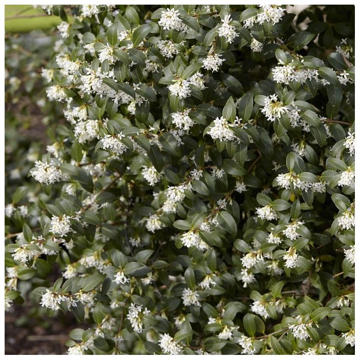 Osmanthus burkwoodii - Duftblüte Osmanthus burkwoodii - Duftblüte