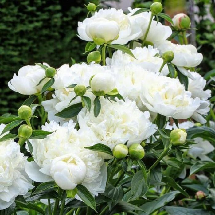 Paeonia\u0020\u0027Duchesse\u0020de\u0020Nemours\u0027\u0020\u002D\u0020Pfingstrose Paeonia\u0020\u0027Duchesse\u0020de\u0020Nemours\u0027\u0020\u002D\u0020Pfingstrose