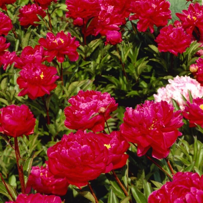 Paeonia\u0020lactiflora\u0020\u0027Karl\u0020Rosenfield\u0027\u0020\u002D\u0020Pfingstrose Paeonia\u0020lactiflora\u0020\u0027Karl\u0020Rosenfield\u0027\u0020\u002D\u0020Pfingstrose