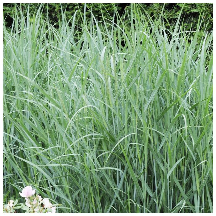 Panicum\u0020virgatum\u0020\u0027Heavy\u0020Metal\u0027\u0020\u002D\u0020Ruten\u002DHirse Panicum\u0020virgatum\u0020\u0027Heavy\u0020Metal\u0027\u0020\u002D\u0020Ruten\u002DHirse