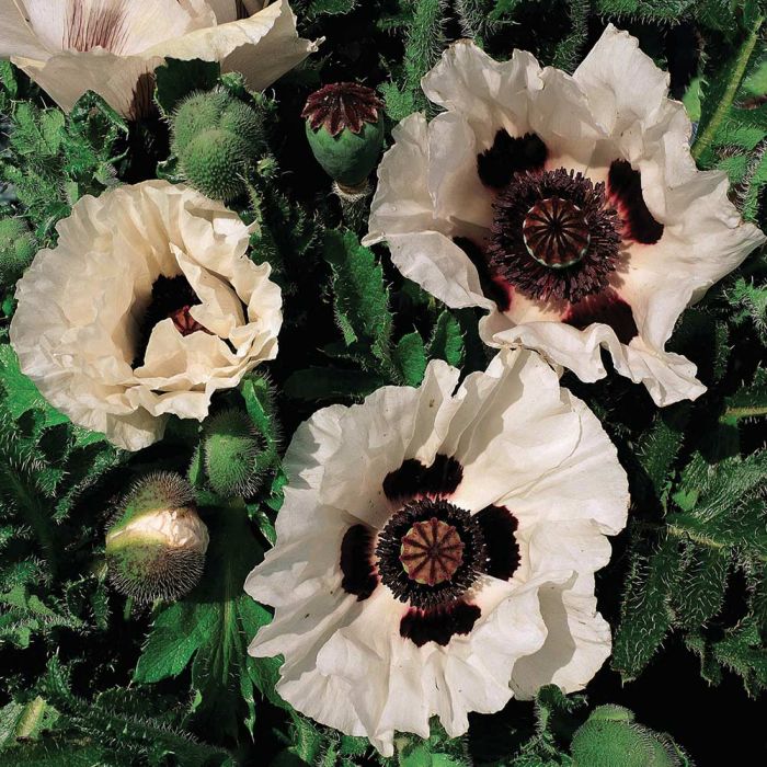 Papaver orientale 'Royal Wedding' - Mohn Papaver orientale 'Royal Wedding' - Mohn