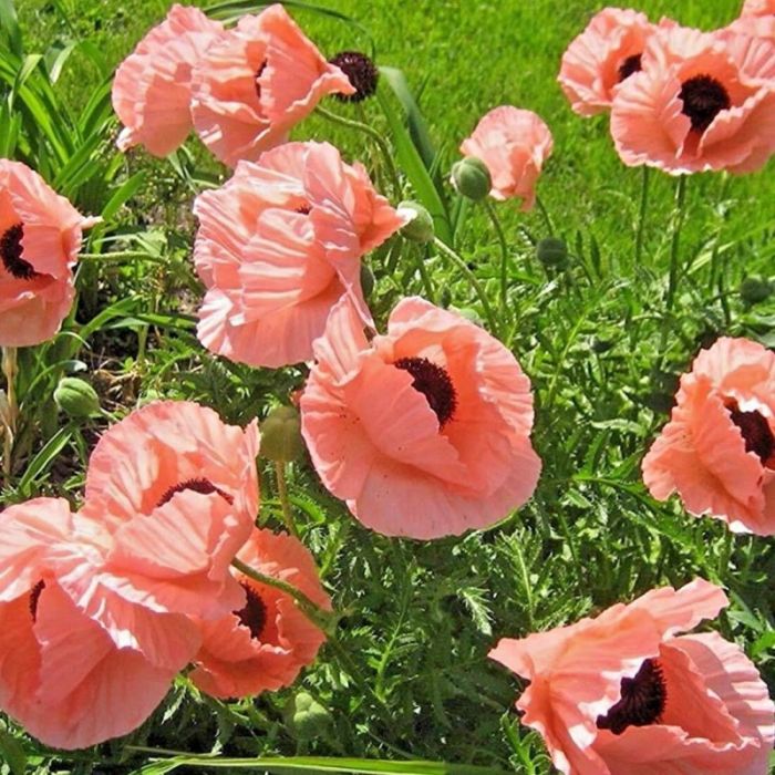 Papaver\u0020\u0027Prinzessin\u0020Viktoria\u0020Luise\u0027\u0020\u002D\u0020Mohn Papaver\u0020\u0027Prinzessin\u0020Viktoria\u0020Luise\u0027\u0020\u002D\u0020Mohn