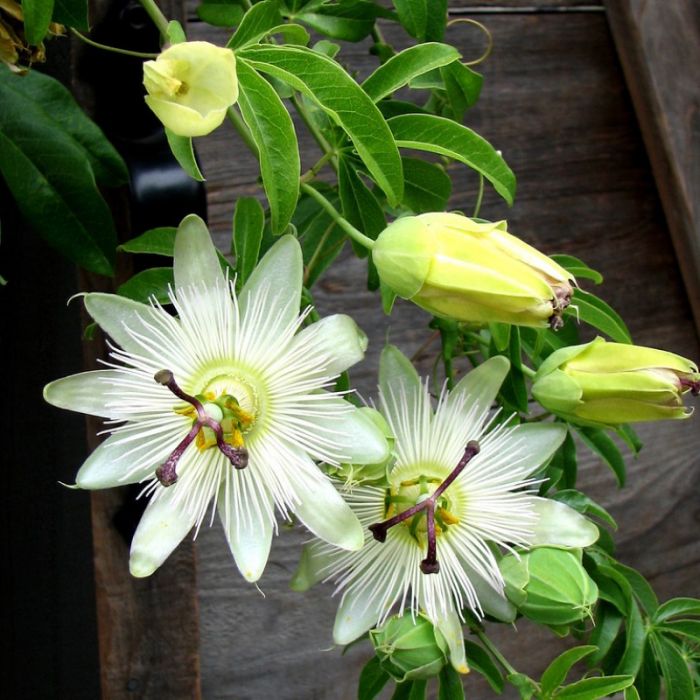 Passiflora caerulea 'Constance Elliotte' - Weiße Passionsblume Passiflora caerulea 'Constance Elliotte' - Weiße Passionsblume