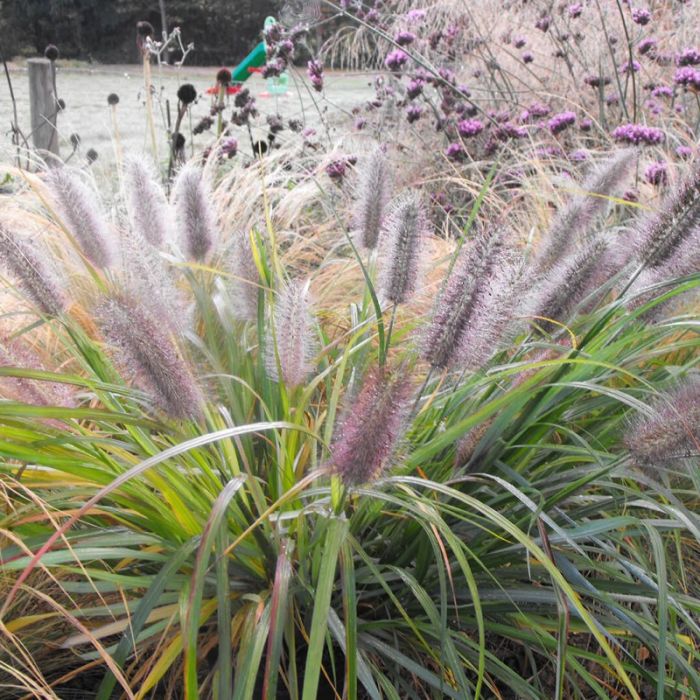 Pennisetum alopecuroides 'Moudry' - Lampenputzergras Pennisetum alopecuroides 'Moudry' - Lampenputzergras