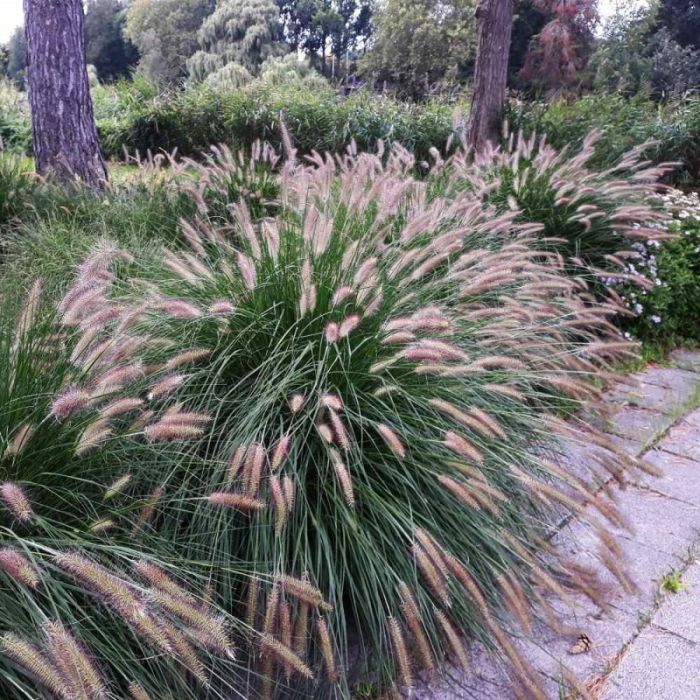 Pennisetum alopecuroides 'Viridescens' - Lampenputzergras Pennisetum alopecuroides 'Viridescens' - Lampenputzergras