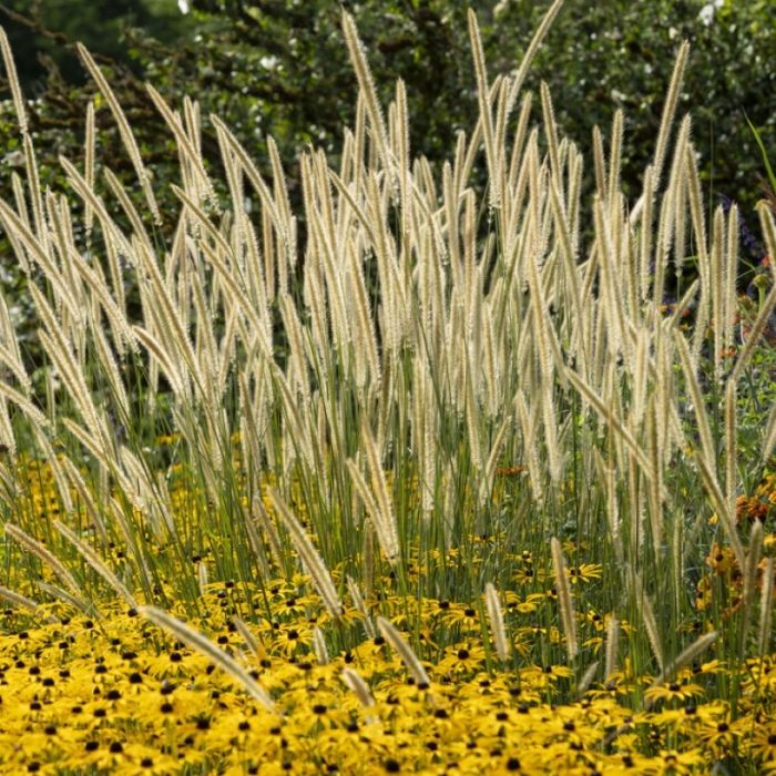 Pennisetum\u0020macrourum Pennisetum\u0020macrourum