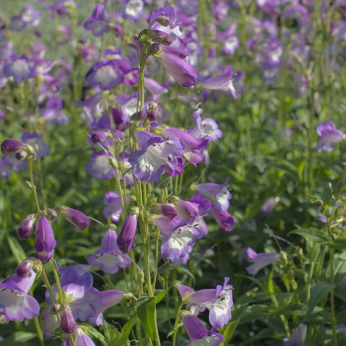 Penstemon\u0020\u0027Alice\u0020Hindley\u0027\u0020\u002D\u0020Bartfaden Penstemon\u0020\u0027Alice\u0020Hindley\u0027\u0020\u002D\u0020Bartfaden