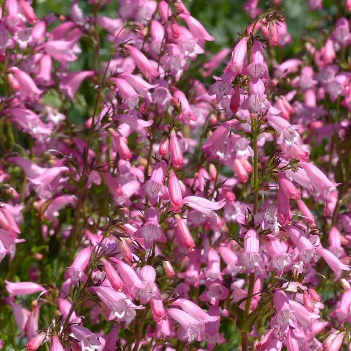 Penstemon\u0020\u0027Evelyn\u0027\u0020\u002D\u0020Bartfaden Penstemon\u0020\u0027Evelyn\u0027\u0020\u002D\u0020Bartfaden