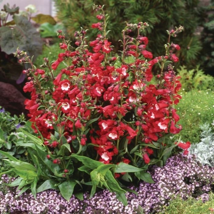 Penstemon\u0020\u0027Polaris\u0020Red\u0027\u0020\u002D\u0020Bartfaden Penstemon\u0020\u0027Polaris\u0020Red\u0027\u0020\u002D\u0020Bartfaden