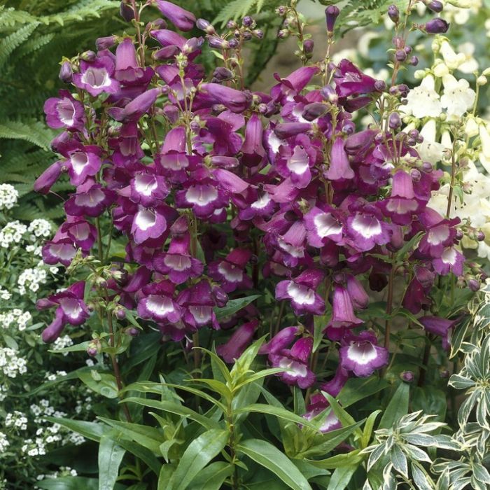 Penstemon\u0020\u0027Purple\u0020Passion\u0027\u0020\u002D\u0020Bartfaden Penstemon\u0020\u0027Purple\u0020Passion\u0027\u0020\u002D\u0020Bartfaden