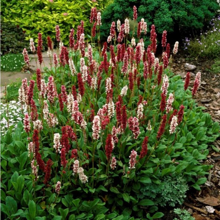 Persicaria affinis 'Superba' - Knöterich Persicaria affinis 'Superba' - Knöterich