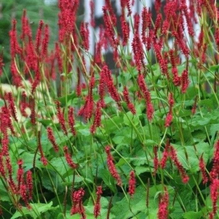 Persicaria amplexicaulis - Knöterich Persicaria amplexicaulis - Knöterich