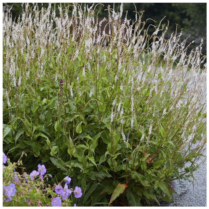 Persicaria\u0020amplexicaulis\u0020\u0027Alba\u0027\u0020\u002D\u0020Kn\u00F6terich Persicaria\u0020amplexicaulis\u0020\u0027Alba\u0027\u0020\u002D\u0020Kn\u00F6terich