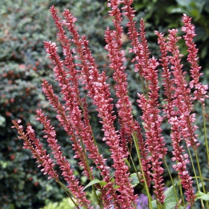 Persicaria amplexicaulis 'Orangefield' - Knöterich Persicaria amplexicaulis 'Orangefield' - Knöterich