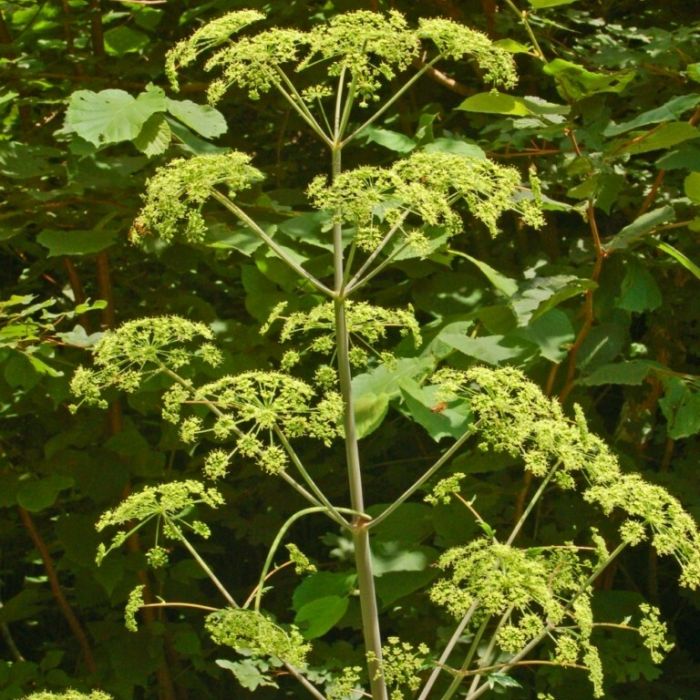 Peucedanum\u0020verticillare\u0020\u002D\u0020Haarstrang Peucedanum\u0020verticillare\u0020\u002D\u0020Haarstrang