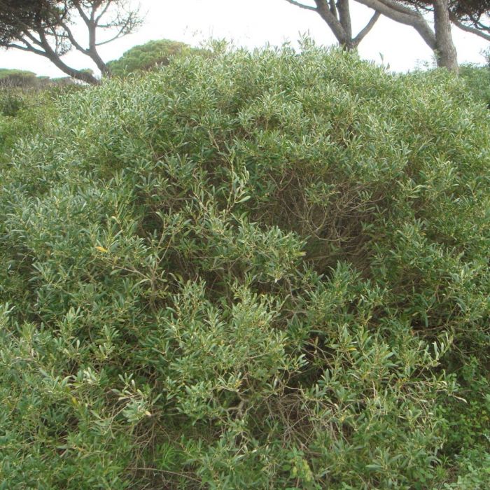 Phillyrea\u0020angustifolia\u0020\u002D\u0020Steinlinde\u0020 Phillyrea\u0020angustifolia\u0020\u002D\u0020Steinlinde\u0020