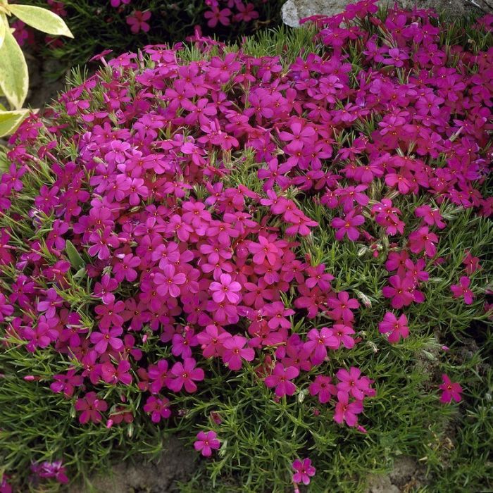 Phlox\u0020douglasii\u0020\u0027Red\u0020Admiral\u0027\u0020\u002D\u0020Flammenblume Phlox\u0020douglasii\u0020\u0027Red\u0020Admiral\u0027\u0020\u002D\u0020Flammenblume
