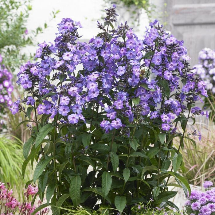 Phlox\u0020paniculata\u0020\u0027Blue\u0020Paradise\u0027\u0020\u002D\u0020Flammenblume Phlox\u0020paniculata\u0020\u0027Blue\u0020Paradise\u0027\u0020\u002D\u0020Flammenblume