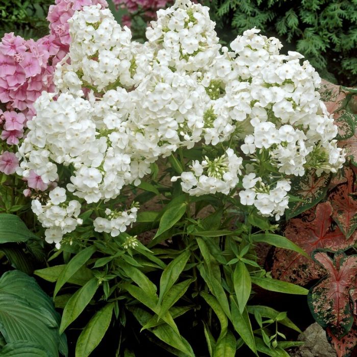 Phlox\u0020paniculata\u0020\u0027David\u0027\u0020\u002D\u0020Flammenblume Phlox\u0020paniculata\u0020\u0027David\u0027\u0020\u002D\u0020Flammenblume