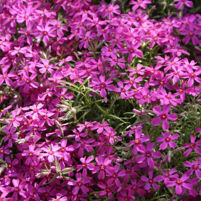 Phlox subulata 'Atropurpurea' - Flammenblume
