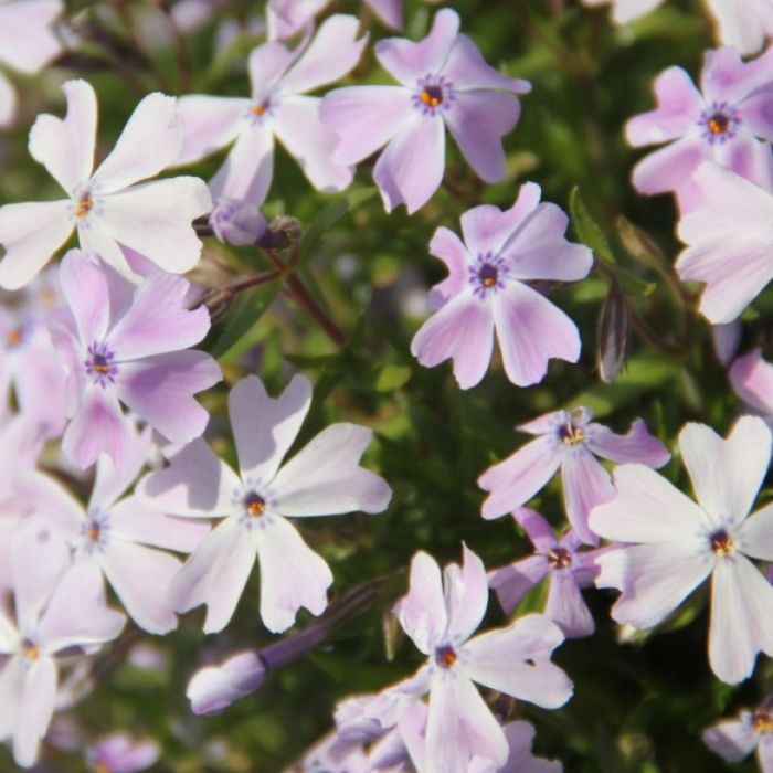 Phlox subulata 'Bavaria' - Flammenblume Phlox subulata 'Bavaria' - Flammenblume