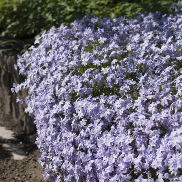 Phlox subulata 'Emerald Cushion Blue' - Flammenblume Phlox subulata 'Emerald Cushion Blue' - Flammenblume